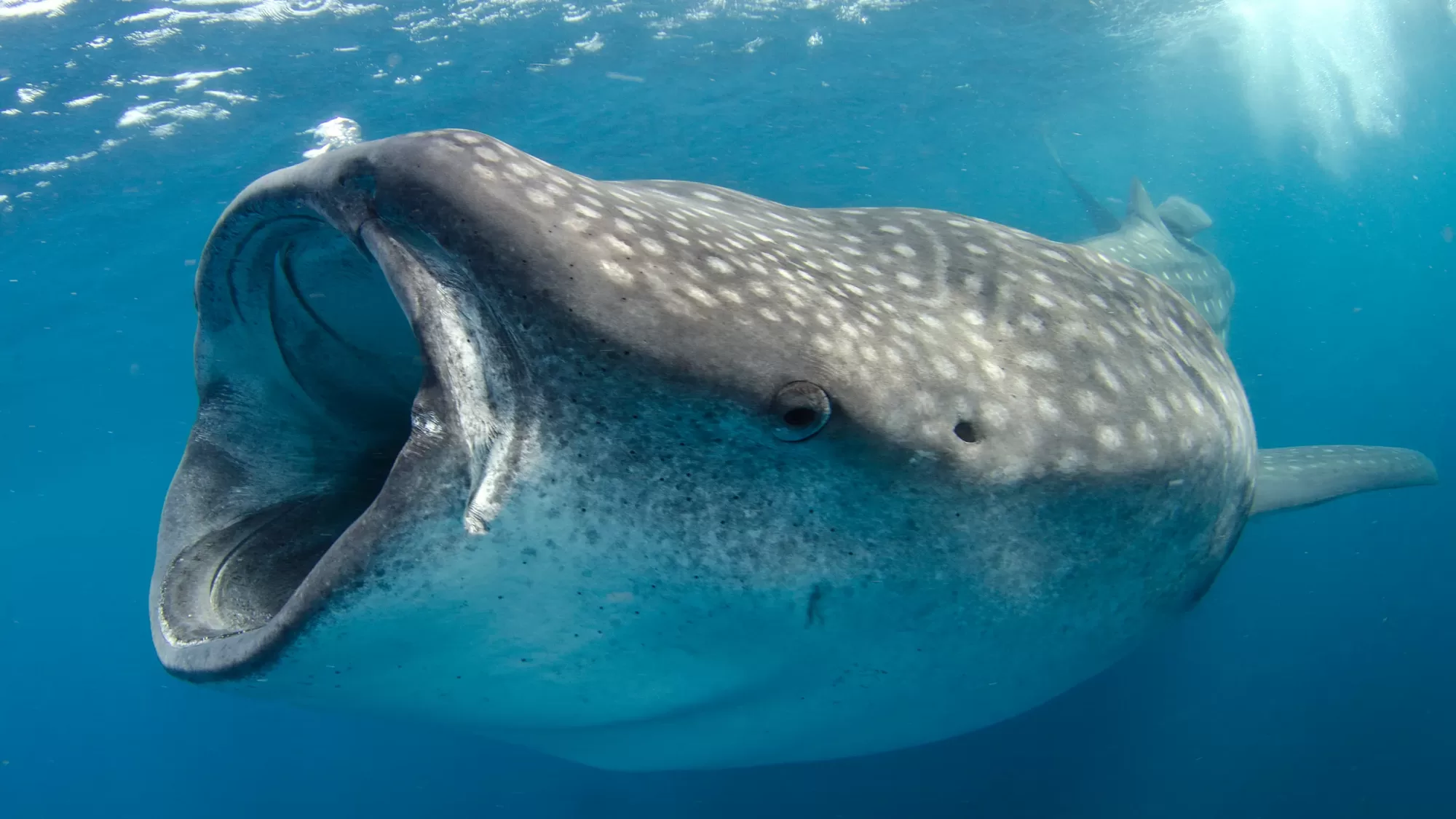 Tiburón ballena en Isla Mujeres: cómo vivir la experiencia de forma responsable